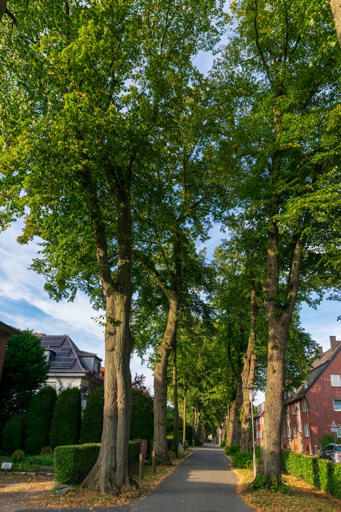 services-03 Idyllic tree-lined street in a quiet residential area, showcasing urban greenery.