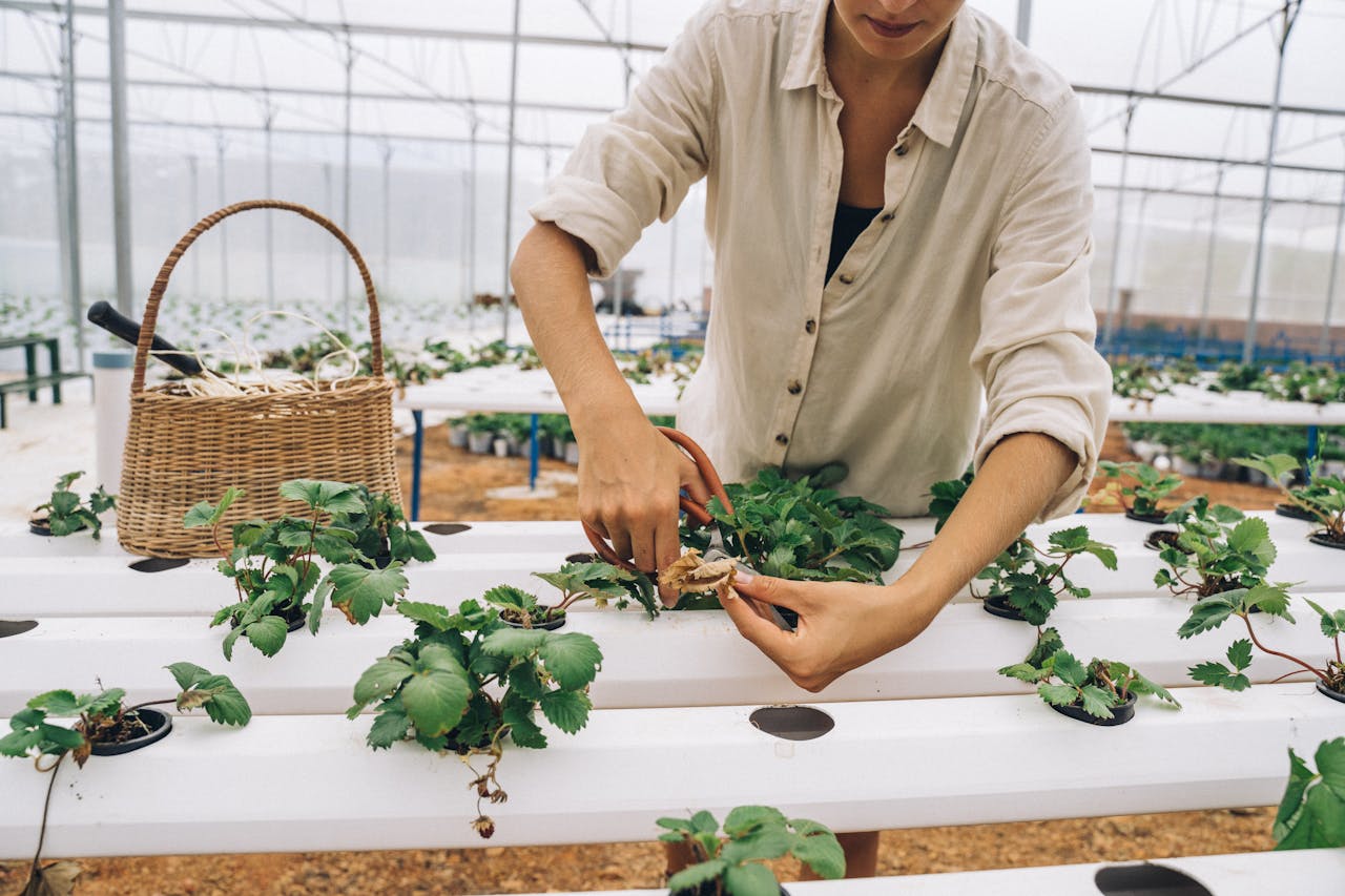 services-01 A woman uses scissors to prune plants inside a modern hydroponic greenhouse with a woven basket.